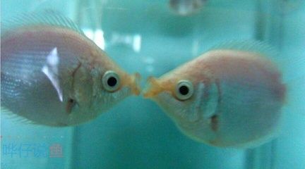 觀賞魚最高價(jià)格是多少（全球最昂貴的觀賞魚揭秘）