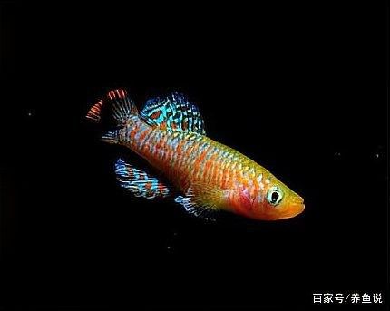 兩者混養需要注意什么（愛養魚的大劉劉，觀賞魚混養是門學問，入門簡單3個規則請收藏！）