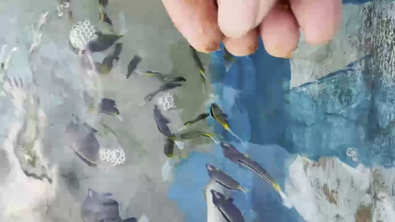 開口七彩（mono-c評論：“開口七彩”作為一種文化符號的重要性）