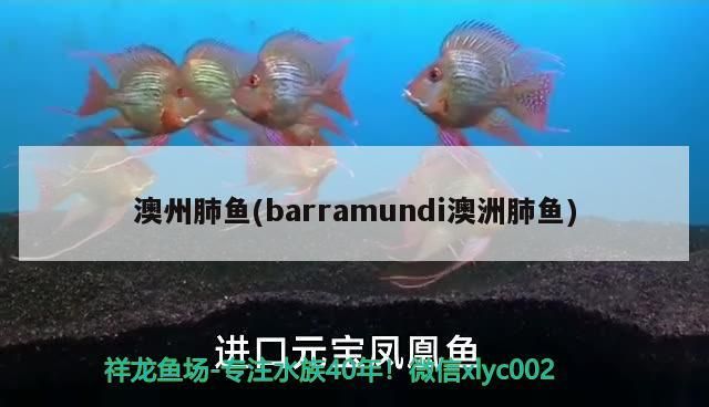澳州肺魚(barramundi澳洲肺魚)（澳州肺魚是什么？）