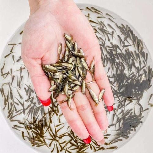 龍魚幼苗喂什么食物好（老農談三農龍魚如何飼養運富春）