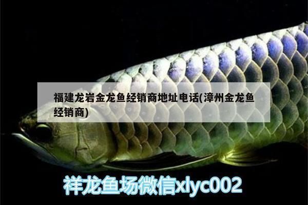 漳州龍魚專賣店：漳州魚缸批發市場