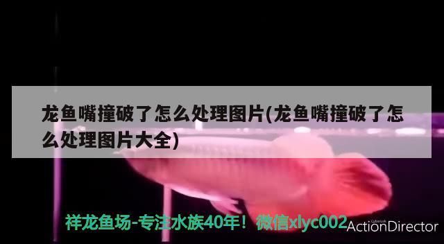 龍魚嘴撞破了怎么處理圖片(龍魚嘴撞破了怎么處理圖片大全)（龍魚嘴撞破了怎么處理圖片）
