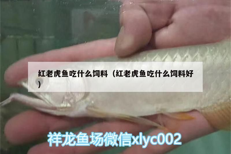 紅老虎魚吃什么飼料（紅老虎魚吃什么飼料好）（紅老虎魚吃什么飼料）