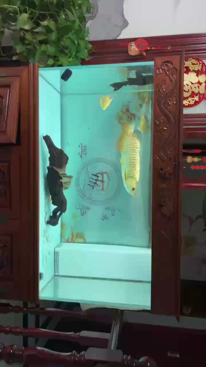 看會(huì)（zizai評(píng)論：探索未來科技的無限可能，在當(dāng)今快速發(fā)展的科技時(shí)代）