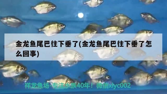 金龍魚尾巴往下垂了(金龍魚尾巴往下垂了怎么回事)（金龍魚尾巴往下垂了怎么回事）