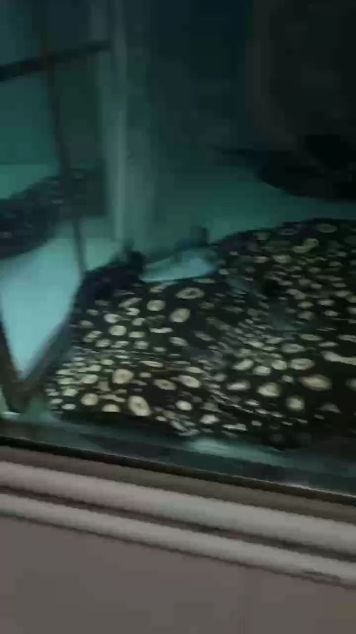 油門魟魟聲（油門魟是一種小型的海洋魚類）