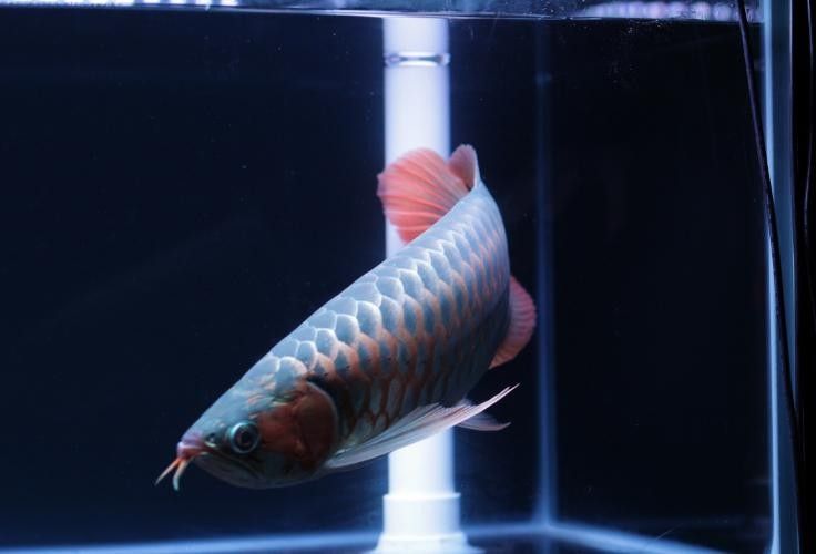 紅龍魚血統證書如何查詢？（如何查詢紅龍魚的血統證書？）