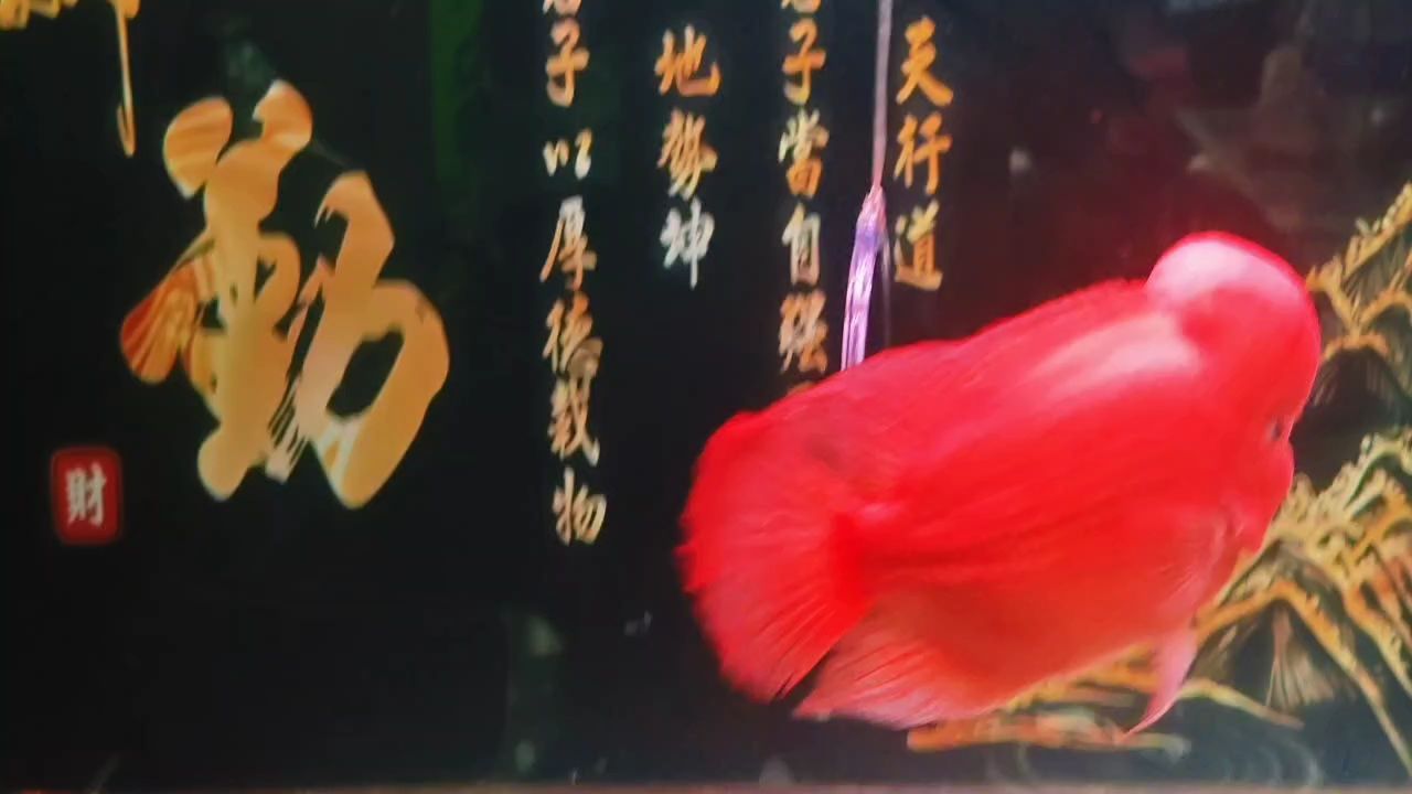 大紅馬（養馬三大條件養馬三大條件基因養功時間夠紅夠大） 大紅馬（養馬三大條件養馬三大條件基因養功時間夠紅夠大） 龍魚論壇