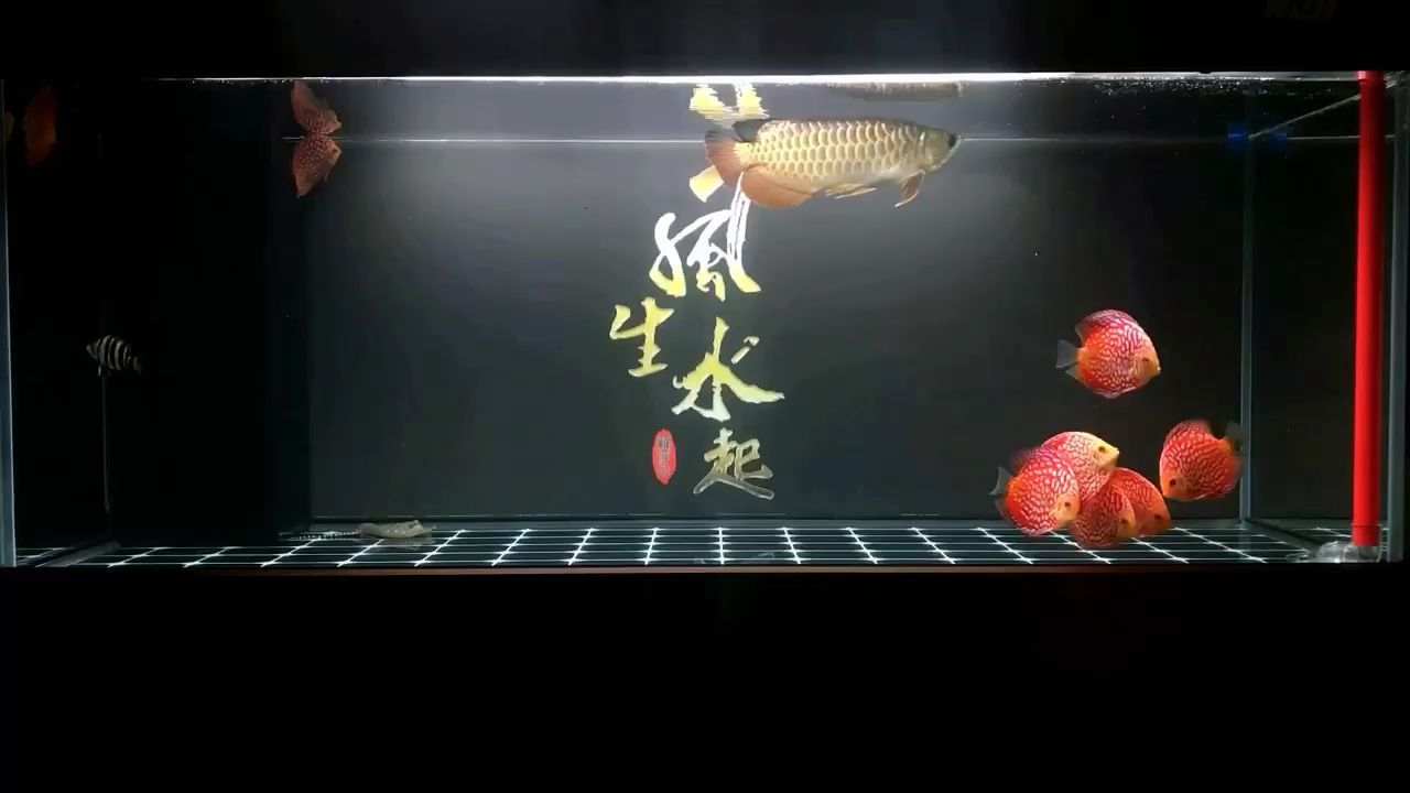發(fā)呆賞魚（發(fā)呆賞魚，養(yǎng)魚好心境，癡迷小金龍）