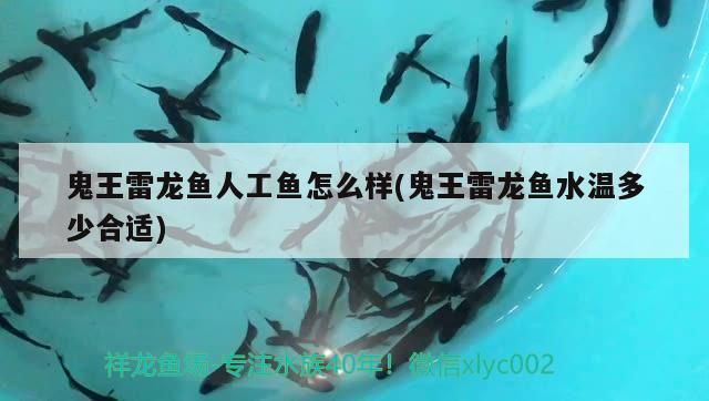 鬼王雷龍魚人工魚怎么樣(鬼王雷龍魚水溫多少合適)（鬼王雷龍魚人工魚怎么樣）