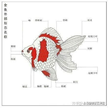 龍魚斜著游會自愈嗎（如何判斷龍魚斜游是否自愈）