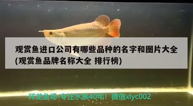 觀賞魚進口公司有哪些品種的名字和圖片大全(觀賞魚品牌名稱大全排行榜)（觀賞魚的種類） 觀賞魚進口公司有哪些品種的名字和圖片大全(觀賞魚品牌名稱大全排行榜)（觀賞魚的種類） 觀賞魚百科
