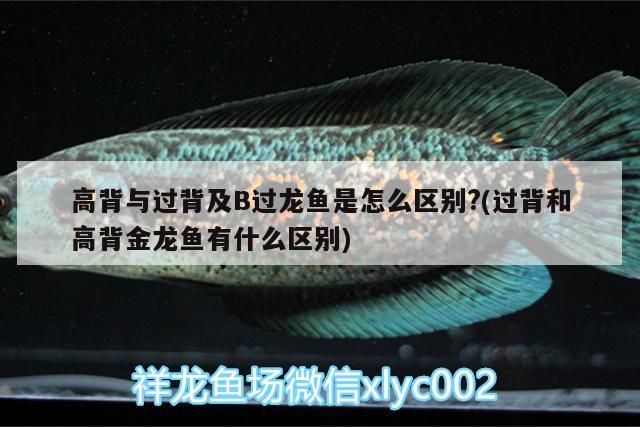 高背與過背及B過龍魚是怎么區別?(過背和高背金龍魚有什么區別)（過背與高背的區別）