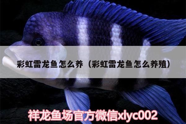 彩虹雷龍魚怎么養(yǎng)（彩虹雷龍魚怎么養(yǎng)殖）（七彩雷龍的飼養(yǎng)方法）