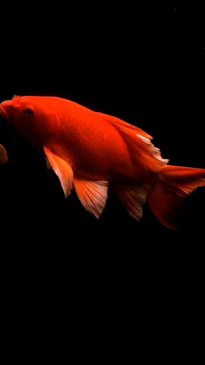 自家魚塘，大紅普身蝴蝶鯉，品相漂亮，體型優(yōu)美，活力十足，40+/50+ 品種多，可零售可批發(fā)，全國發(fā)售，量大可議價。