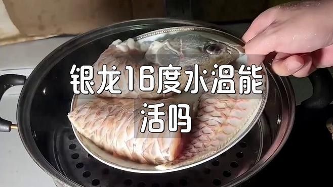 龍魚水溫低時(shí)如何急救（如何對低水溫下的龍魚進(jìn)行急救）