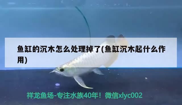 魚缸的沉木怎么處理掉了(魚缸沉木起什么作用)（魚缸沉木怎么處理掉了和魚缸沉木起什么作用對應的信息）