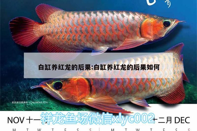 白缸養(yǎng)紅龍的后果:白缸養(yǎng)紅龍的后果如何（4面純白魚缸養(yǎng)紅龍不好，紅龍不好）