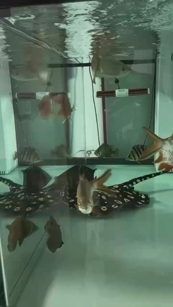 （ai在醫療領域的應用與發展） （ai在醫療領域的應用與發展） 龍魚論壇