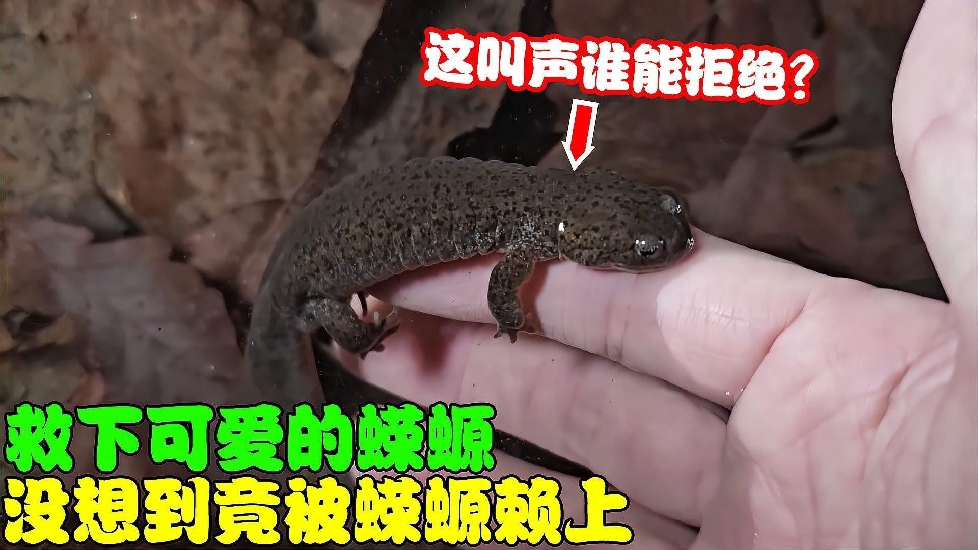 蠑螈有哪些互動行為（蠑螈在自然環(huán)境中表現(xiàn)出以下幾種互動行為） 蠑螈有哪些互動行為（蠑螈在自然環(huán)境中表現(xiàn)出以下幾種互動行為） 龍魚百科 第3張