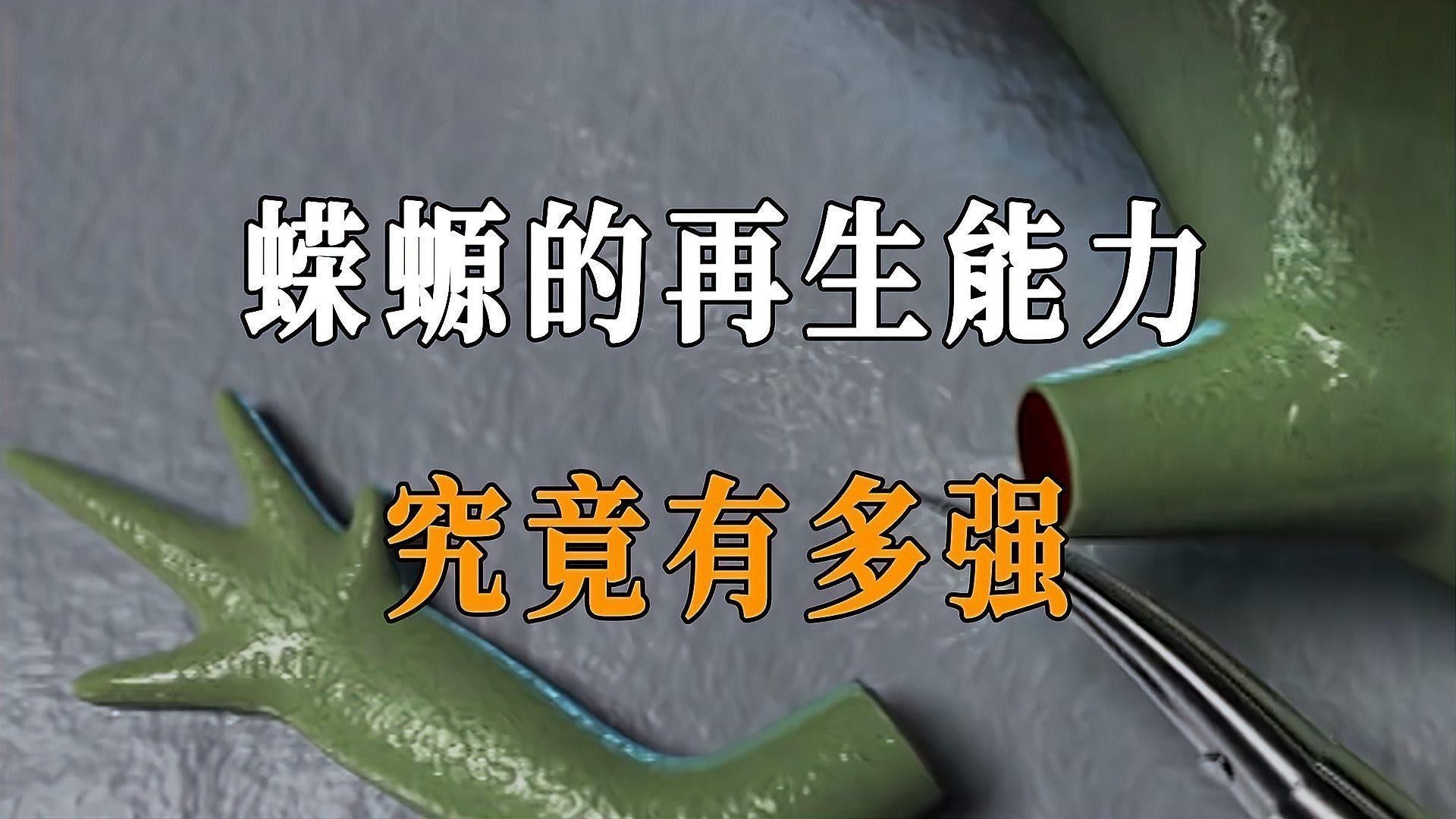 蠑螈有哪些互動行為（蠑螈在自然環(huán)境中表現(xiàn)出以下幾種互動行為） 蠑螈有哪些互動行為（蠑螈在自然環(huán)境中表現(xiàn)出以下幾種互動行為） 龍魚百科 第2張