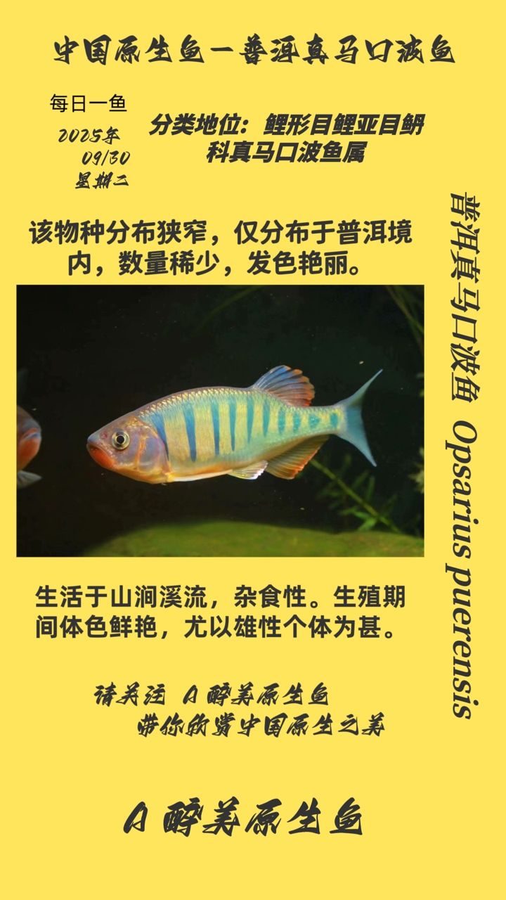 普洱真馬口波魚（普洱真馬口波魚是一種生活在瀾滄江流域的淡水魚類）