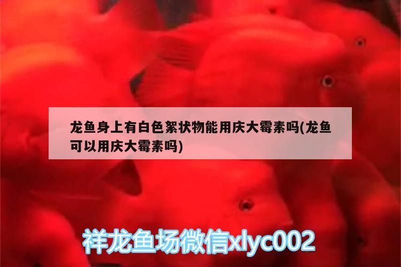 魚缸 龍魚身上有白色絮狀物能用慶大霉素嗎(龍魚可以用慶大霉素嗎)(金魚身上有白色絮狀物能用慶大霉素嗎) 觀賞魚百科 龍魚身上有白色絮狀物能用慶大霉素嗎(龍魚可以用慶大霉素嗎)(金魚身上有白色絮狀物能用慶大霉素嗎) 龍魚身上有白色絮狀物能用慶大霉素嗎(龍魚可以用慶大霉素嗎)(金魚身上有白色絮狀物能用慶大霉素嗎) 觀賞魚百科