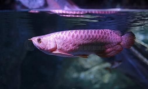 龍魚世家水族館的營業(yè)時(shí)間是？（北京龍魚世家水族館）