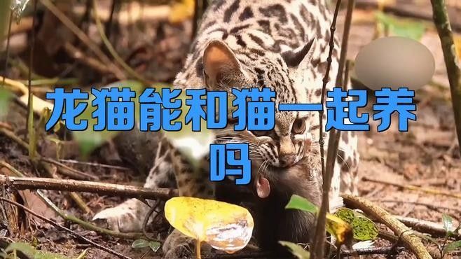 哪些貓適合與龍貓一起養？（哪些貓適合與龍貓共養） 哪些貓適合與龍貓一起養？（哪些貓適合與龍貓共養） 龍魚百科 第2張