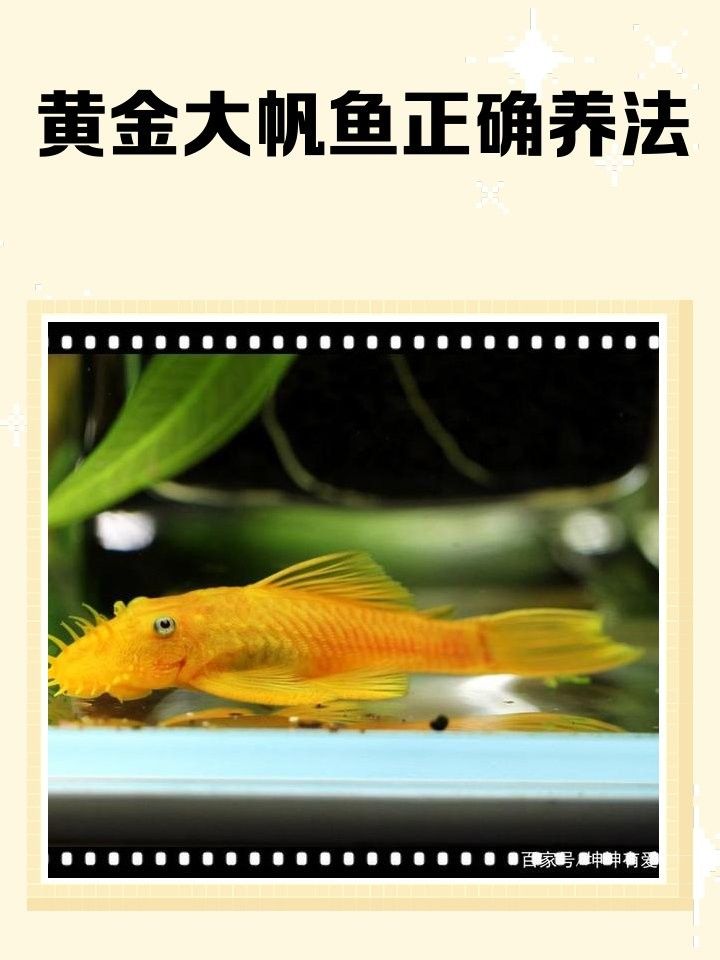 女王大帆的最佳飼養(yǎng)溫度是多少（女王大帆的最佳飼養(yǎng)溫度）