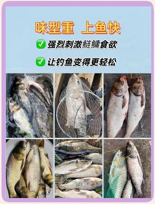 哪些活餌適合龍魚（龍魚喂什么活餌適合成龍魚的活餌類型及其特點）