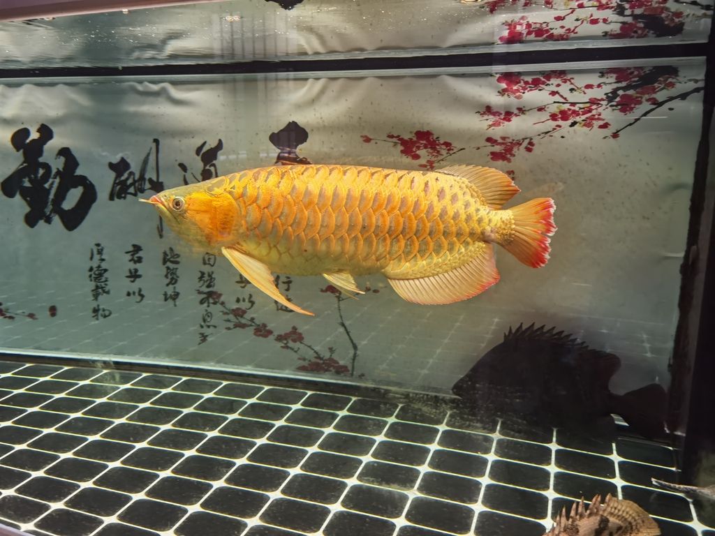 （zizai評論：全球變暖對農(nóng)業(yè)的影響及應(yīng)對策略）