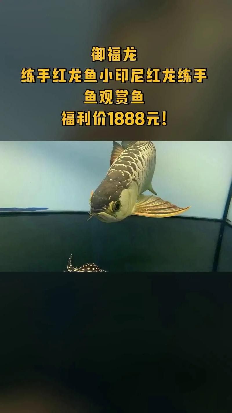 紅福龍魚不同品種的價格差異大嗎（紅福龍魚價格多少錢一只墨川紅龍魚多少錢一只）