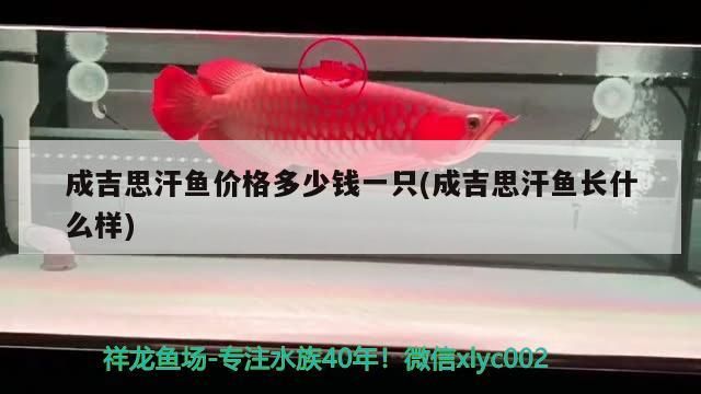 成吉思汗魚價格多少錢一只(成吉思汗魚長什么樣)（成吉思汗魚價格多少錢一只）