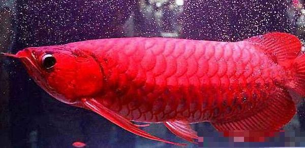 辣椒紅龍和血紅龍的飼養難度對比（紅龍魚和血紅龍的區別）