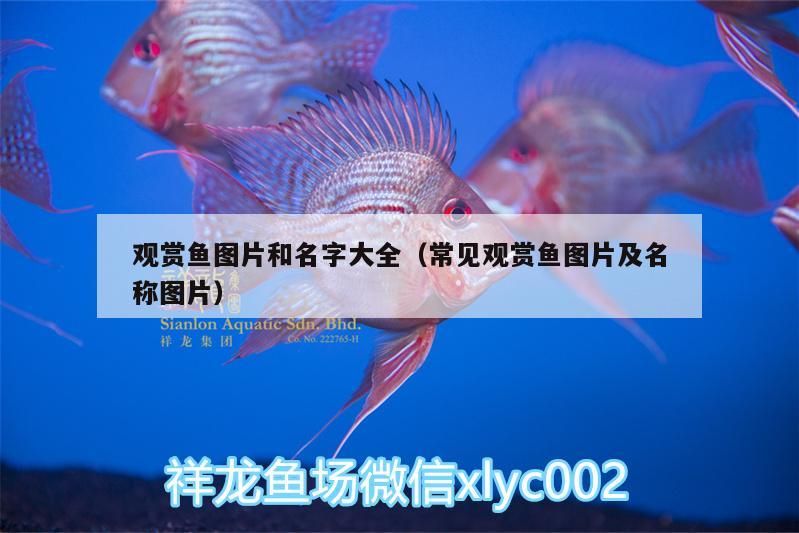 觀賞魚圖片和名字大全（常見觀賞魚圖片及名稱圖片）（觀賞魚圖片和名字大全）