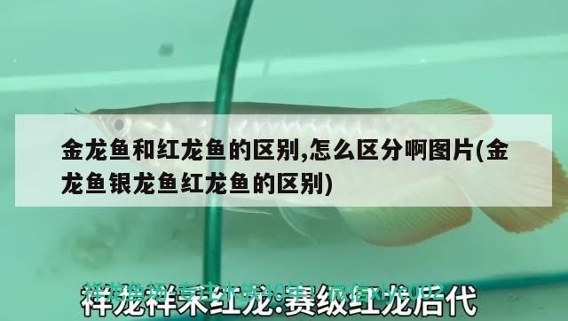 龍魚哪里進(jìn)貨最便宜，廣州龍魚魚商拿貨渠道有哪些，廣州龍魚哪里進(jìn)貨最便宜，龍魚哪里進(jìn)貨最便宜，?？谀睦镞M(jìn)貨最便宜