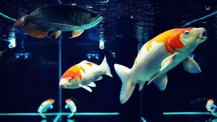 凍魚直接喂龍魚可以嗎(直接喂食凍魚給龍魚可能會導致一些健康問題) 觀賞魚百科 第7張 凍魚直接喂龍魚可以嗎(直接喂食凍魚給龍魚可能會導致一些健康問題) 凍魚直接喂龍魚可以嗎(直接喂食凍魚給龍魚可能會導致一些健康問題) 觀賞魚百科 第7張