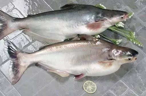 巴沙魚片和龍魚片的價(jià)格差異大嗎（巴沙魚片和龍魚片價(jià)格差異分析）