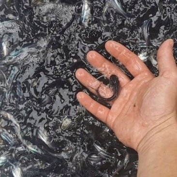 巴沙魚片和龍魚片的價(jià)格差異大嗎（巴沙魚片和龍魚片價(jià)格差異分析）
