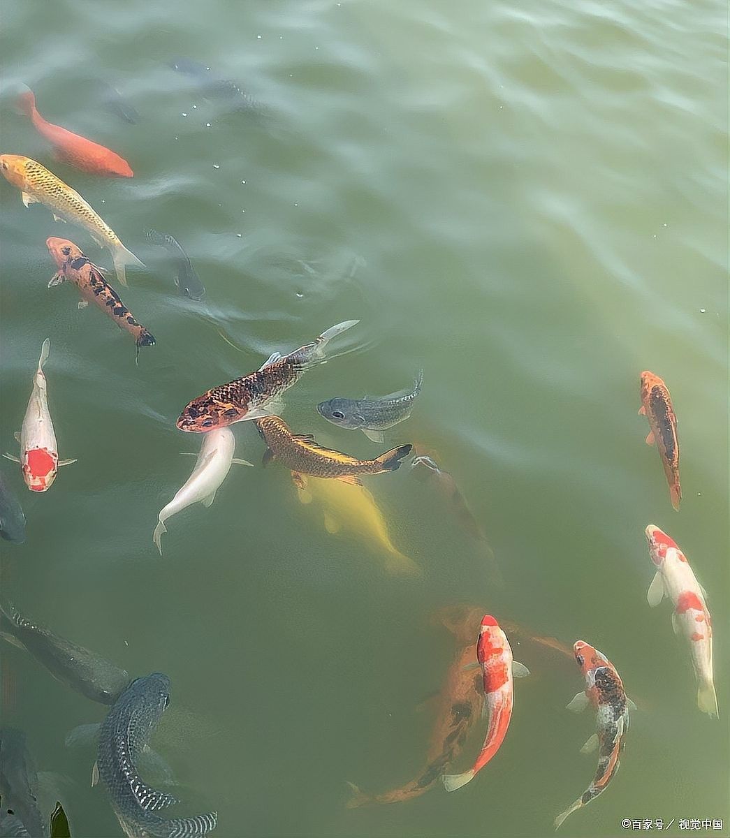 如何預防紅龍魚鰭白點病？（紅鯉魚熱帶魚常見病的預防與治療方法(一)）