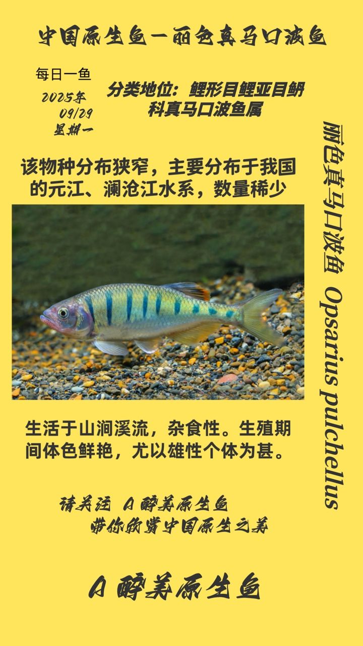 麗色真馬口波魚（麗色真馬口波魚的養殖方式）