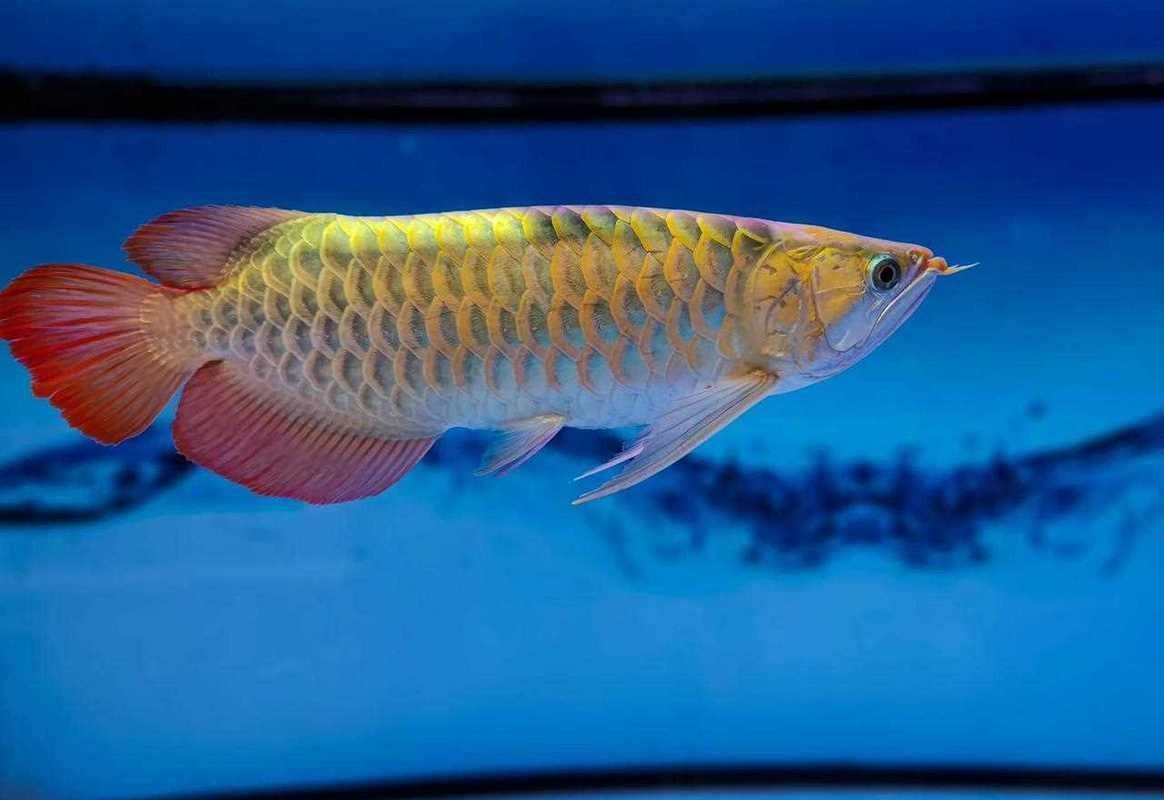 給我一些金龍魚品相的圖片示例（金龍魚品相的分類及特征） 給我一些金龍魚品相的圖片示例（金龍魚品相的分類及特征） 龍魚百科 第20張