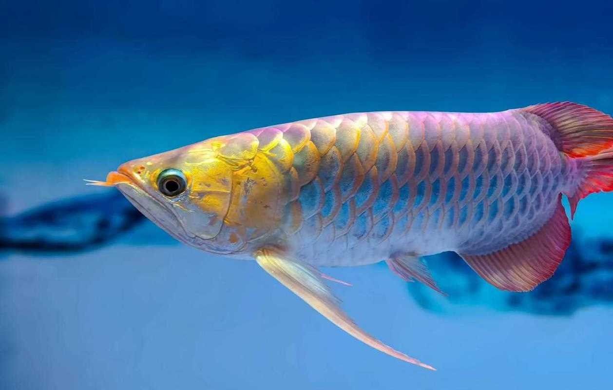 給我一些金龍魚品相的圖片示例（金龍魚品相的分類及特征） 給我一些金龍魚品相的圖片示例（金龍魚品相的分類及特征） 龍魚百科 第23張