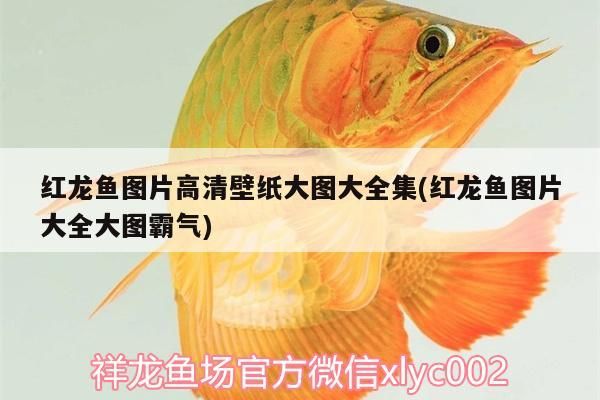 紅龍魚(yú)圖片高清壁紙大圖大全集(紅龍魚(yú)圖片大全大圖霸氣)（紅龍魚(yú)圖片高清壁紙大全集）