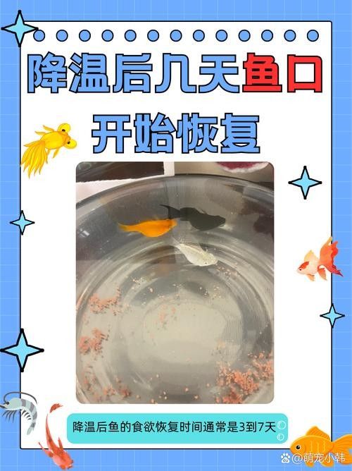 如何預(yù)防飛鳳魚(yú)嘴爛？（飛鳳魚(yú)嘴爛怎么辦）