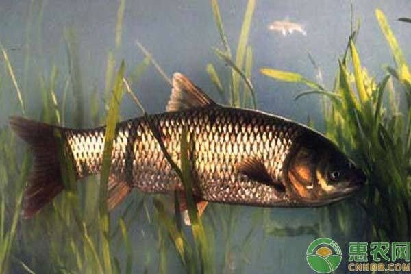 如何預(yù)防飛鳳魚(yú)嘴爛？（飛鳳魚(yú)嘴爛怎么辦）