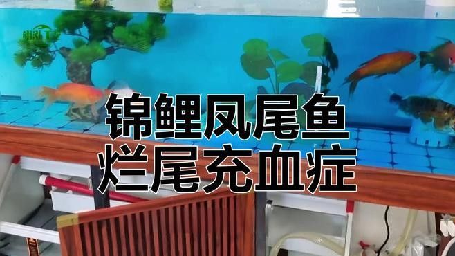 如何預(yù)防飛鳳魚(yú)嘴爛？（飛鳳魚(yú)嘴爛怎么辦）