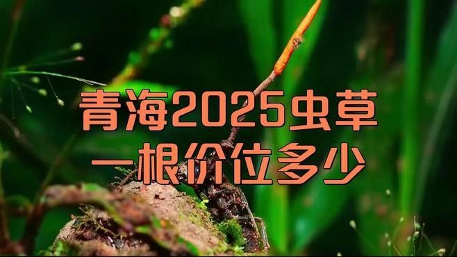 冬蟲夏草的價格波動大嗎？（2025冬蟲夏草多少錢一斤）